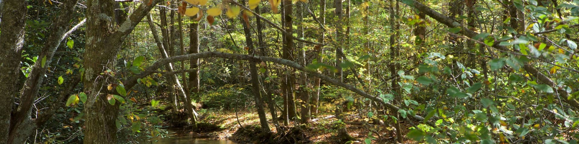 Charlotte que incluye un río o arroyo y bosques