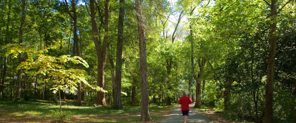 Freedom Park which includes forest scenes as well as an individual male