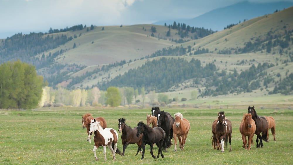 Philipsburg das einen Berge, Wälder und Landtiere