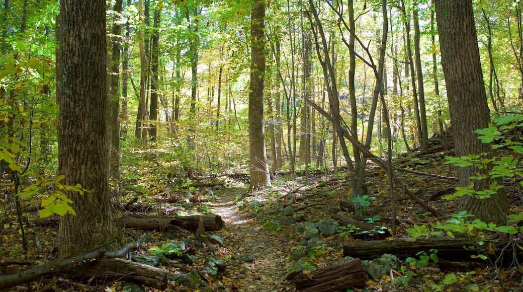 Shenandoah National Park bevat bossen