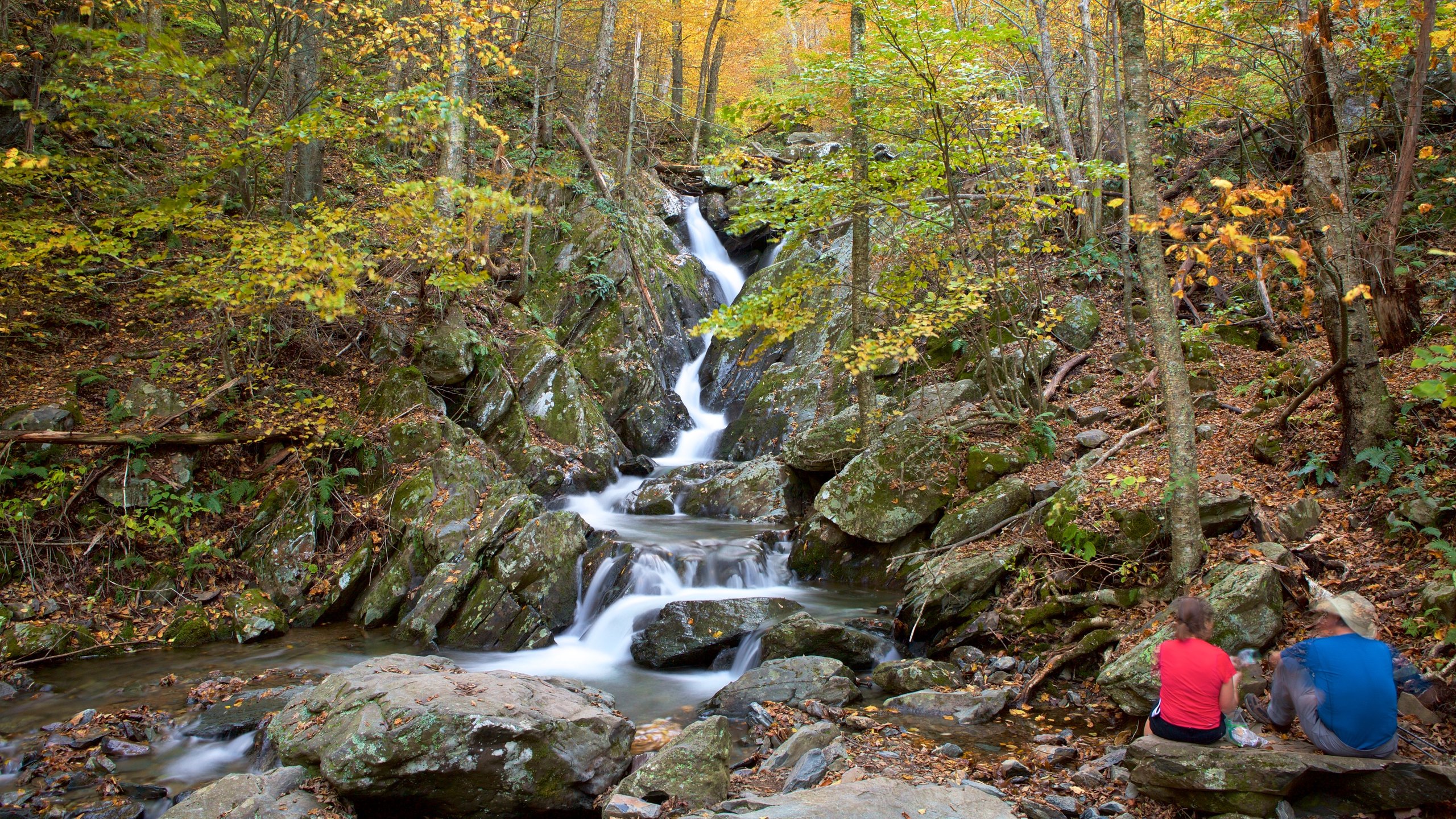 Parque Nacional Shenandoah ofreciendo un río o arroyo y escenas forestales y también una pareja