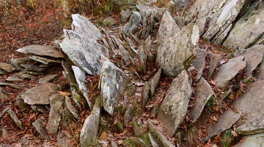 Bearfence Mountain which includes forest scenes