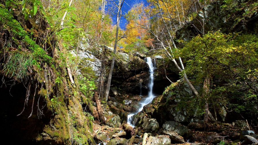 Parque Nacional Shenandoah que incluye una catarata, montañas y escenas forestales