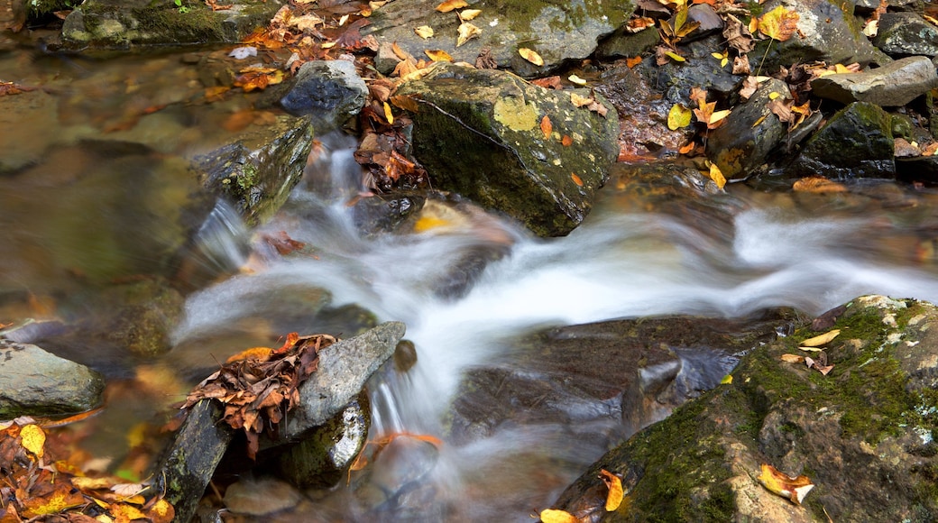 Shenandoah National Park que inclui um rio ou córrego