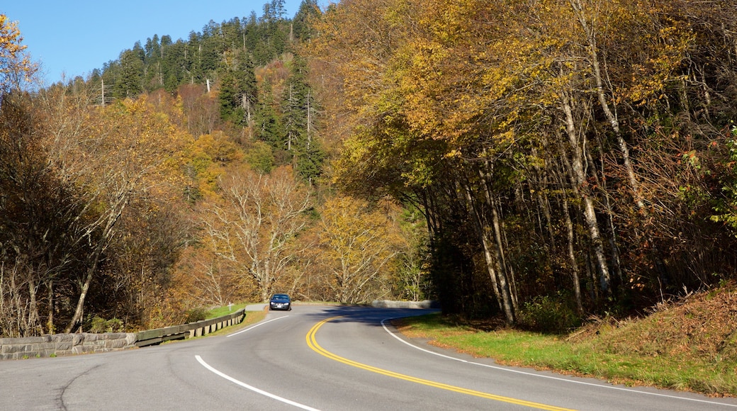 Great Smoky Mountains National Park presenterar stillsam natur och höstfärger