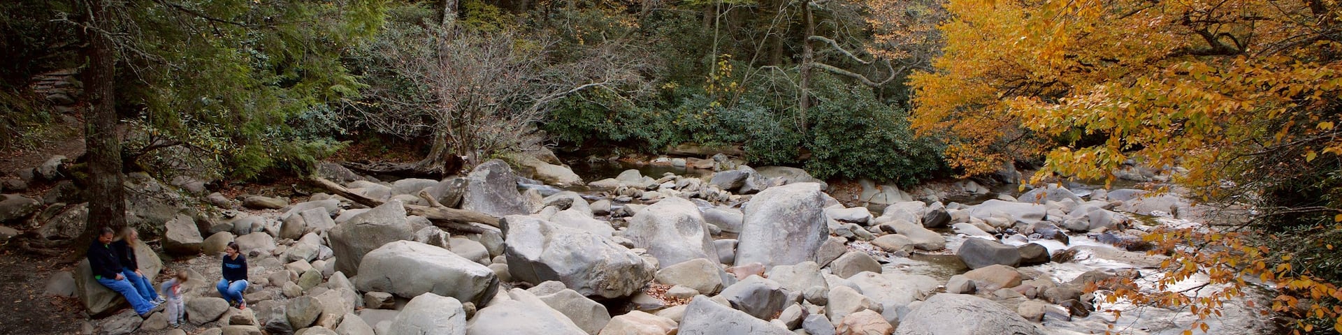 Great Smoky Mountains National Park which includes a river or creek and forest scenes