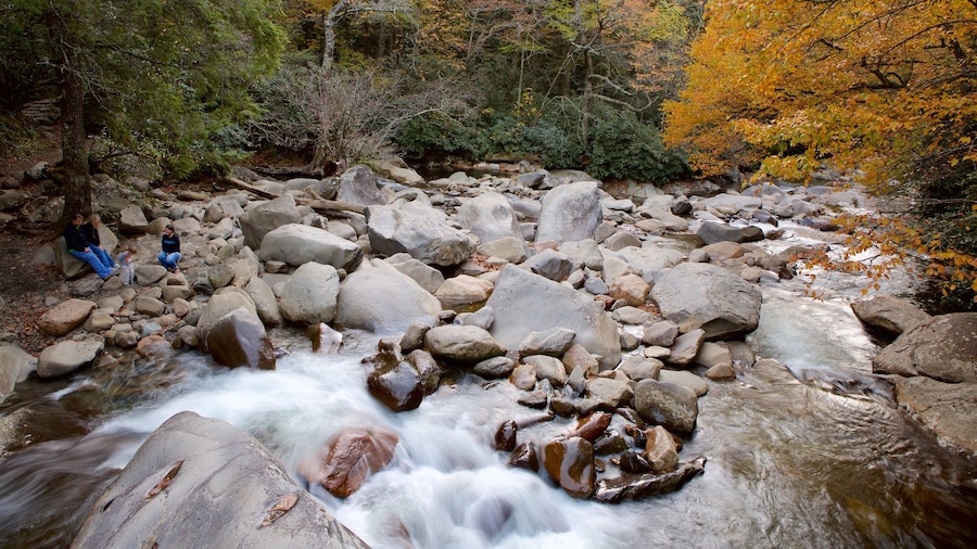 Great Smoky Mountains National Park showing a river or creek and forest scenes