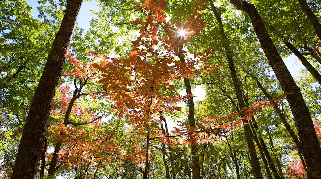 Parc national de Great Smoky Mountains qui includes couleurs d\'automne et forêts