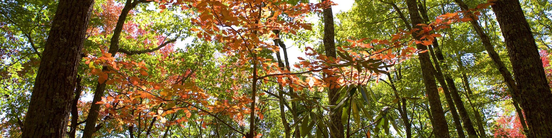 Parque Nacional Great Smoky Mountains mostrando hojas de otoño y bosques
