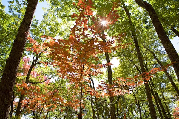 Parc national de Great Smoky Mountains qui includes couleurs d\'automne et forêts