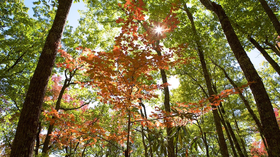 Parque Nacional Great Smoky Mountains mostrando hojas de otoño y bosques