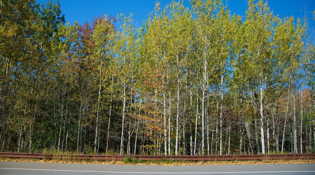 Acadia National Park featuring forest scenes