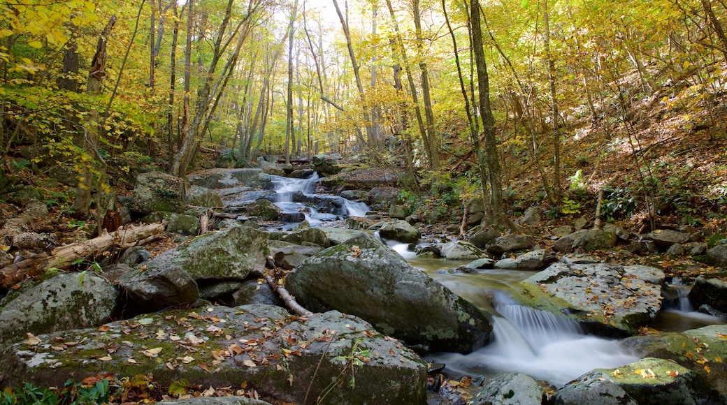 Shenandoah National Park featuring a river or creek and forests