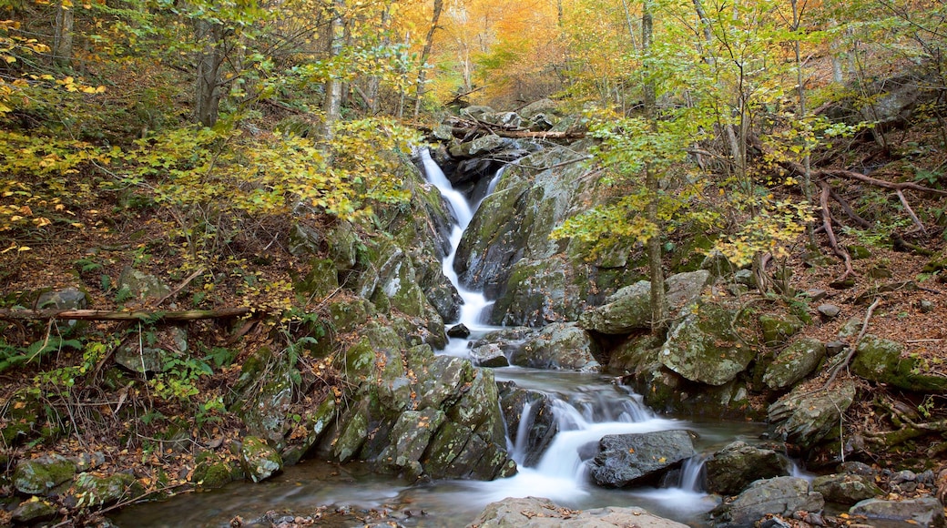 Shenandoah National Park which includes a river or creek, a waterfall and forest scenes