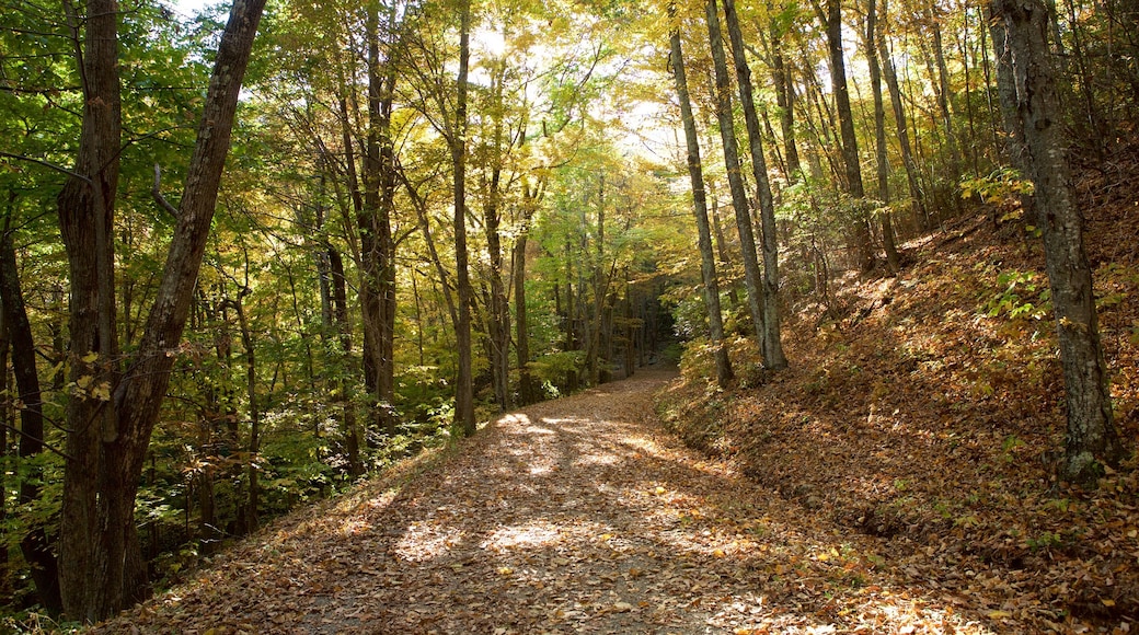 Shenandoah National Park which includes forest scenes