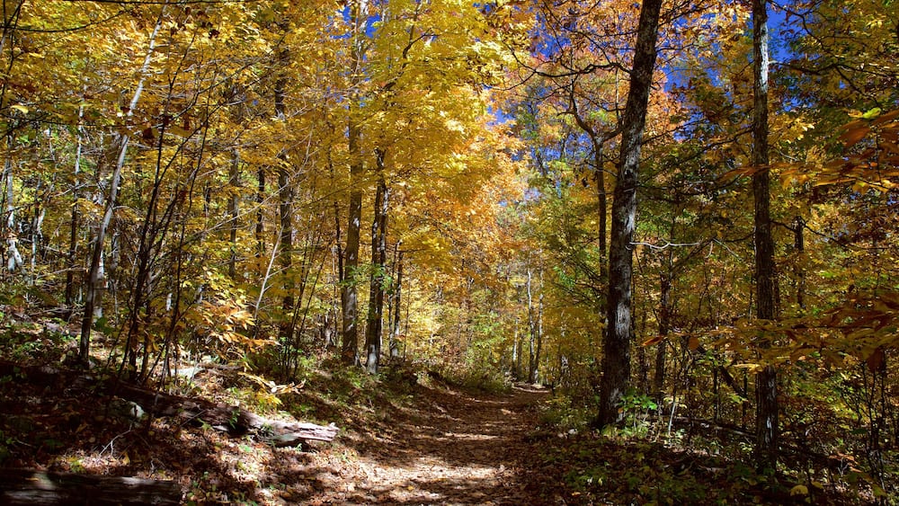 Parc national de Shenandoah mettant en vedette scènes forestières