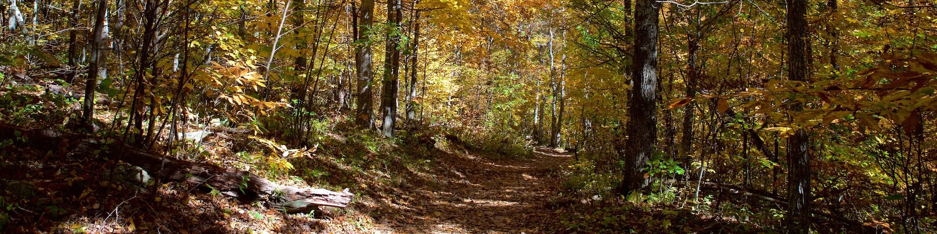 Shenandoah National Park showing forest scenes
