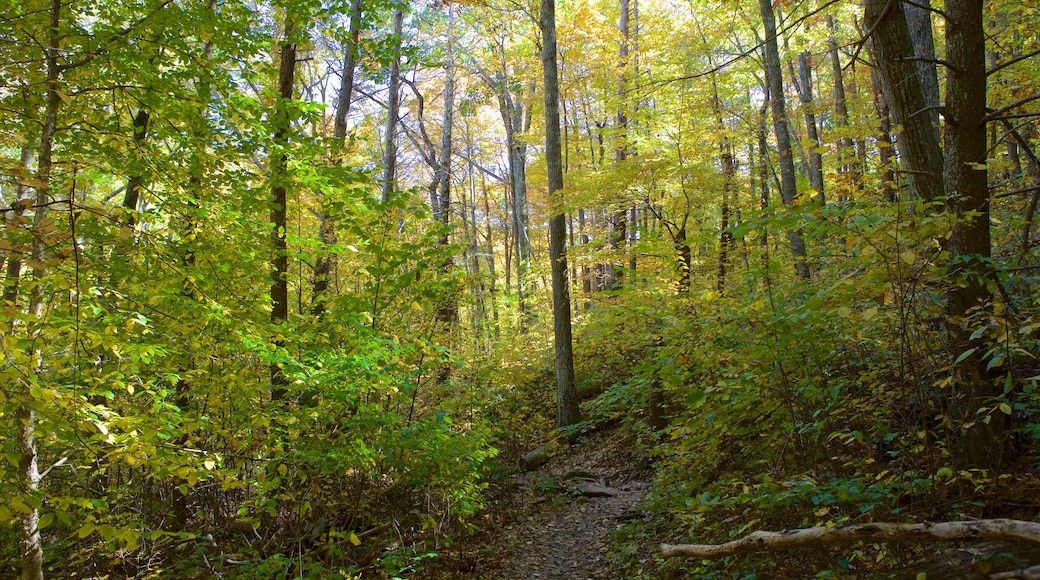 Shenandoah National Park showing forests