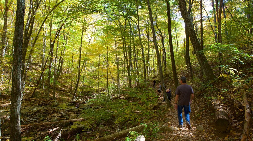 Rose River Falls featuring hiking or walking and forests as well as a small group of people