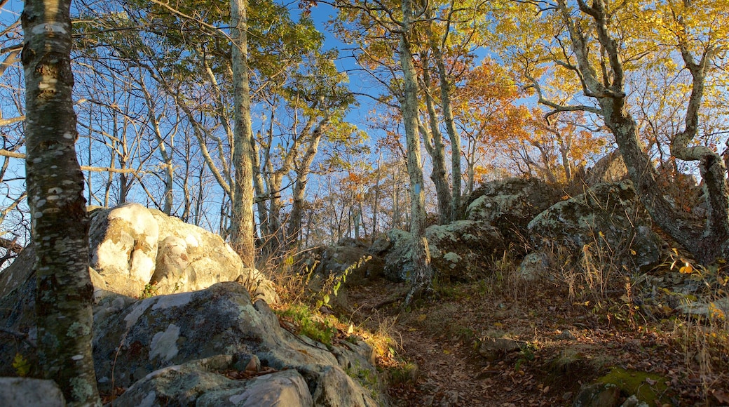 Shenandoah National Park featuring forest scenes