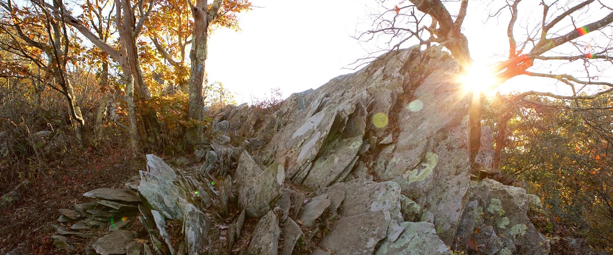 Shenandoah National Park which includes forest scenes