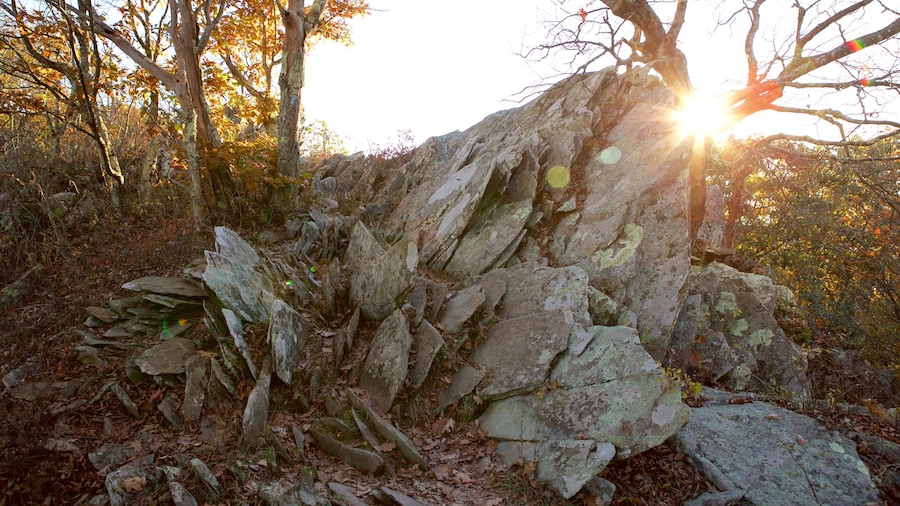 Shenandoah National Park showing forests
