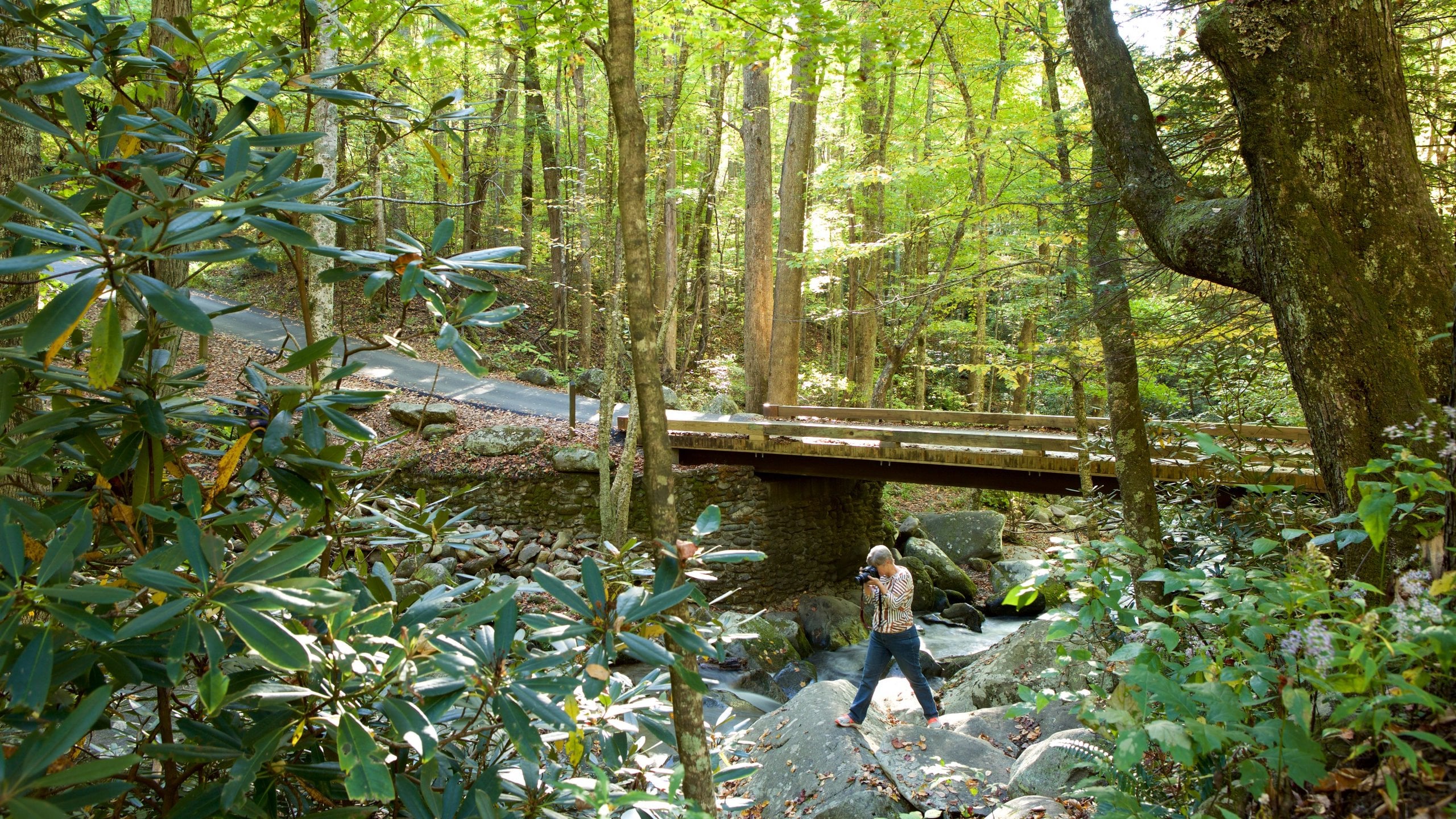 Top 20 Roaring Fork Motor Nature Trail, Gatlinburg cabin rentals from
