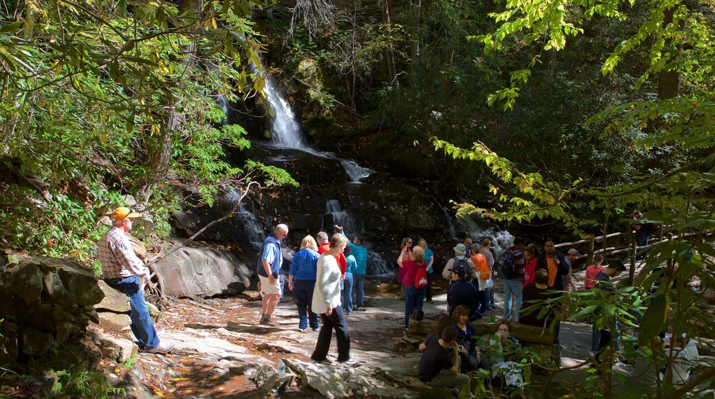 Laurel Falls toont een waterval en bossen en ook een klein groepje mensen