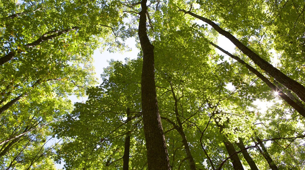 Great Smoky Mountains National Park featuring forest scenes