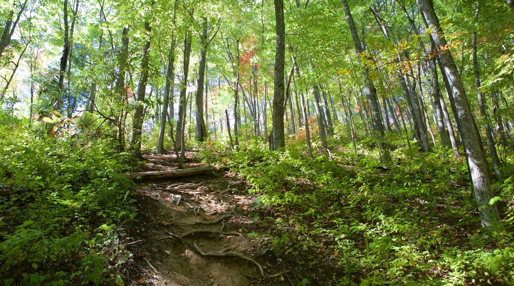 Great Smoky Mountains National Park featuring mountains, forests and tranquil scenes