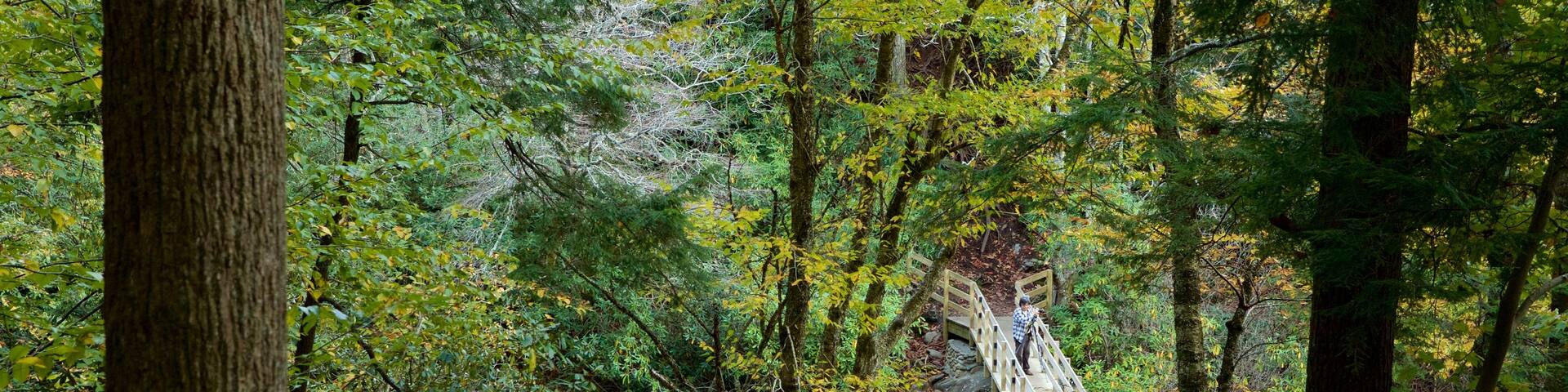 Great Smoky Mountains National Park which includes a bridge, forests and tranquil scenes