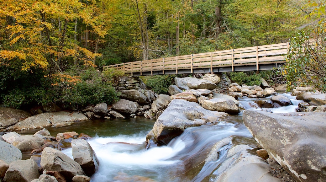 Great Smoky Mountains National Park bevat een brug, bos en een rivier of beek