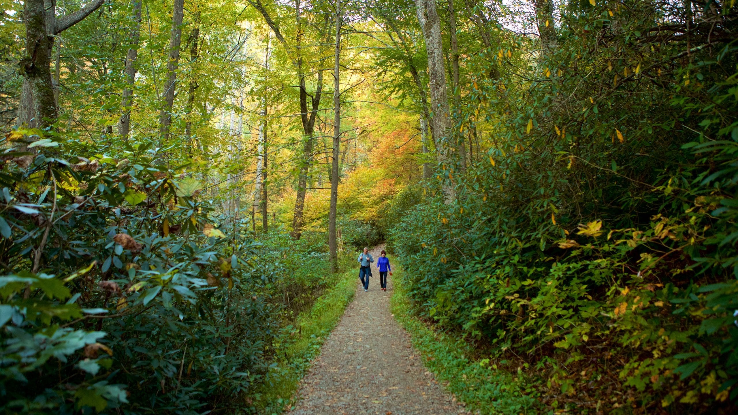 Great Smoky Mountains National Park featuring tranquil scenes, forests and hiking or walking