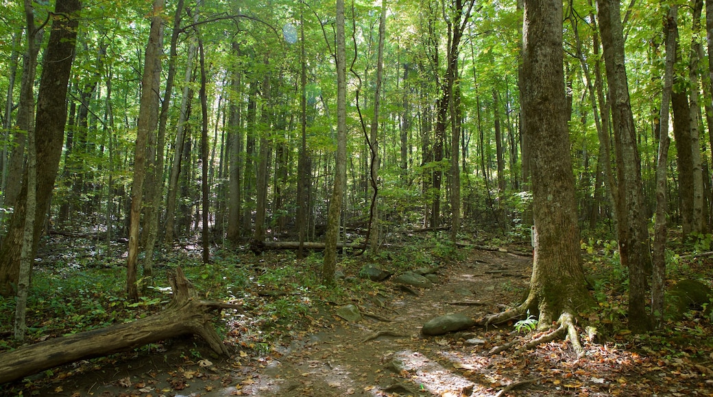 Great Smoky Mountains National Park featuring tranquil scenes and forests