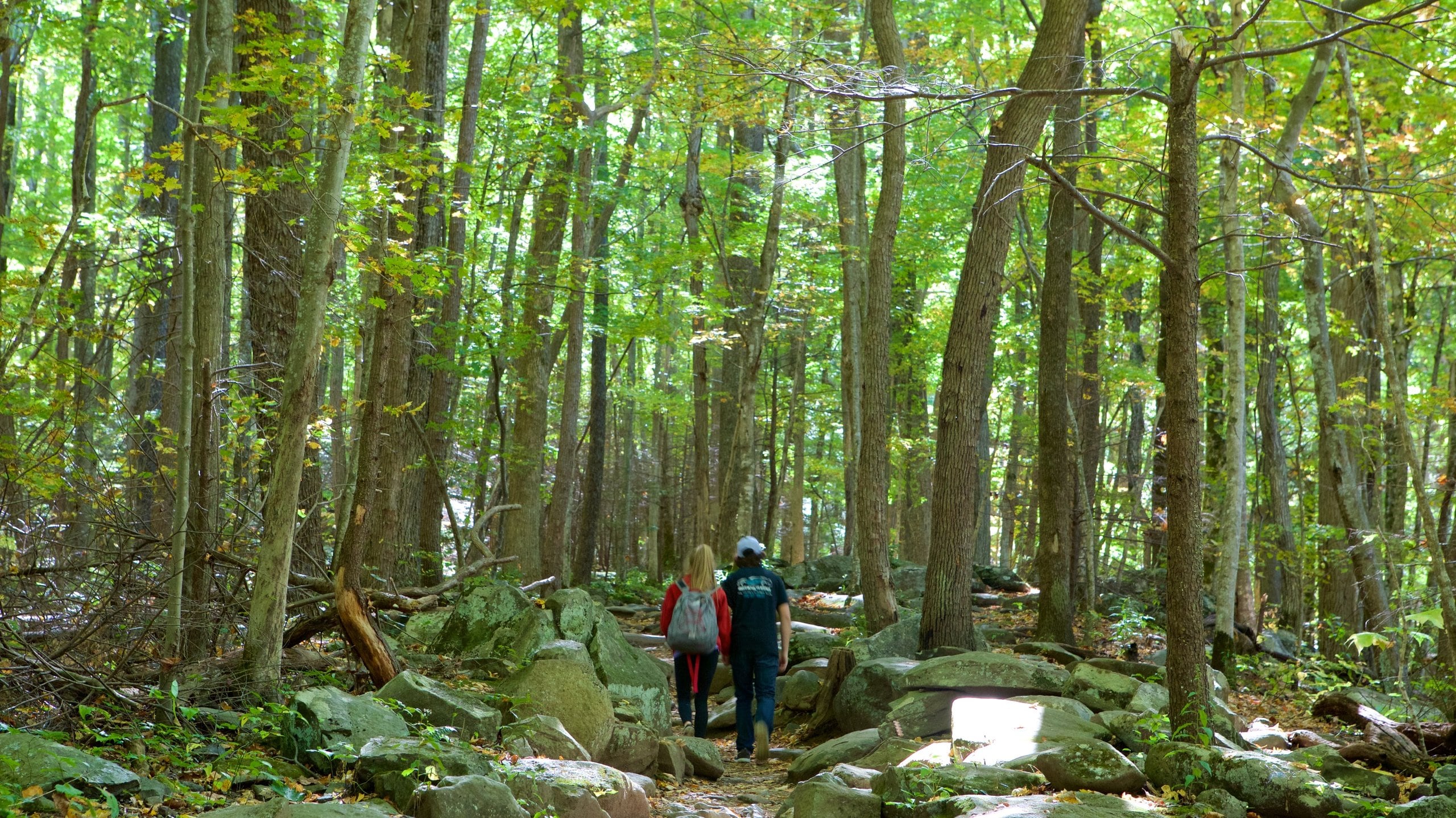 Great Smoky Mountains National Park featuring forests and hiking or walking as well as a couple