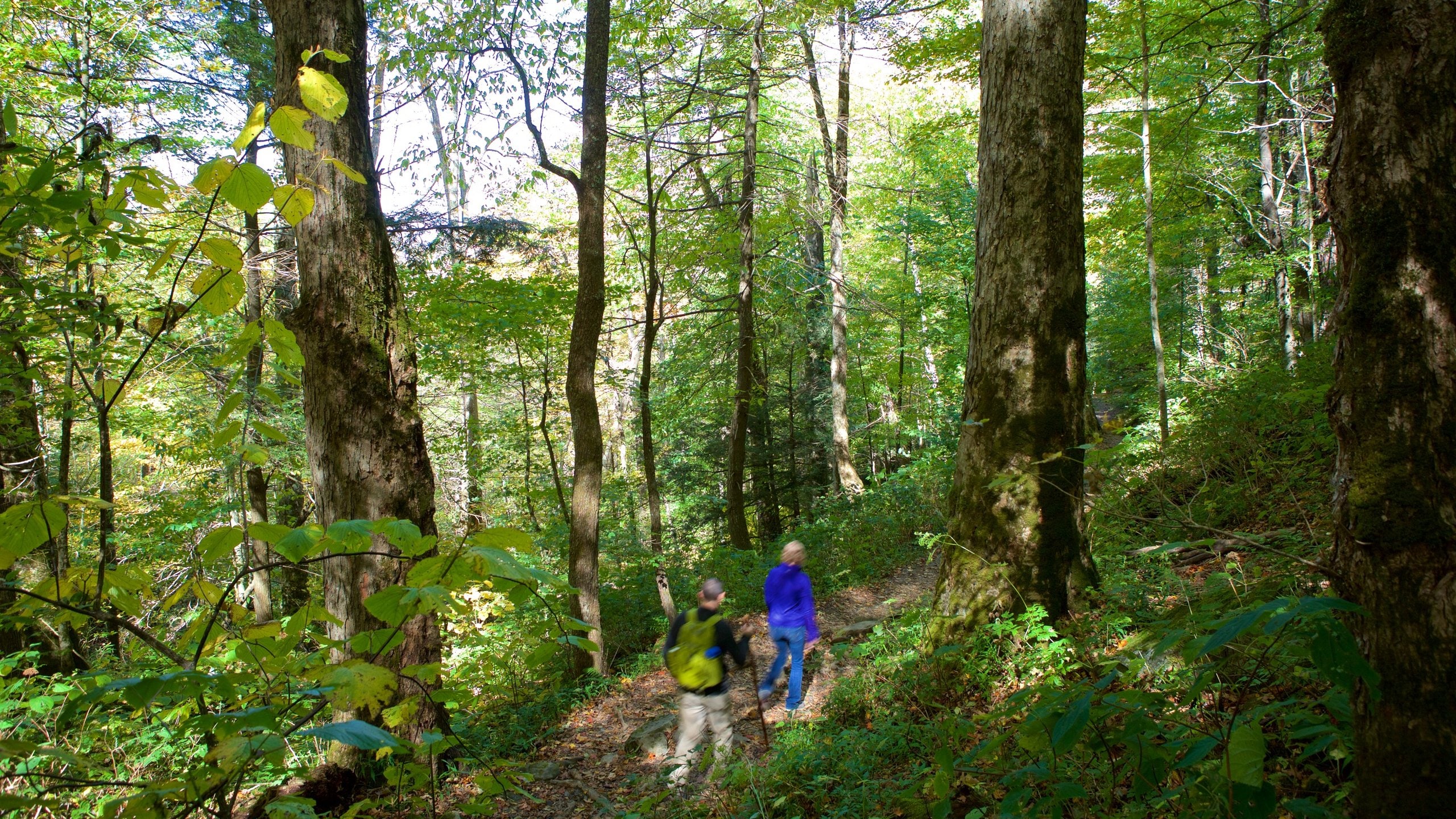 Great Smoky Mountains National Park which includes forest scenes and hiking or walking as well as a couple