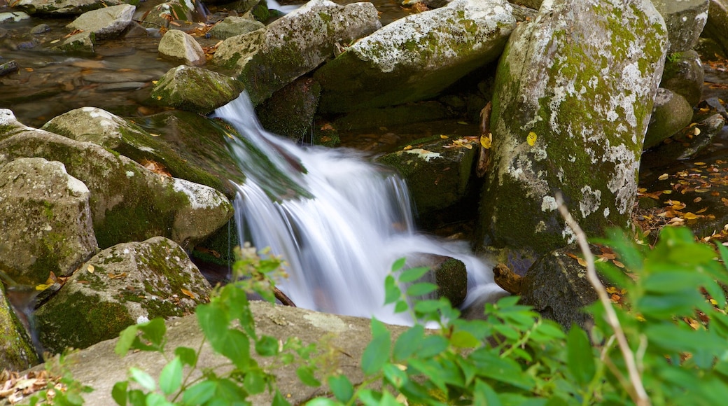 Great Smoky Mountains National Park which includes a river or creek