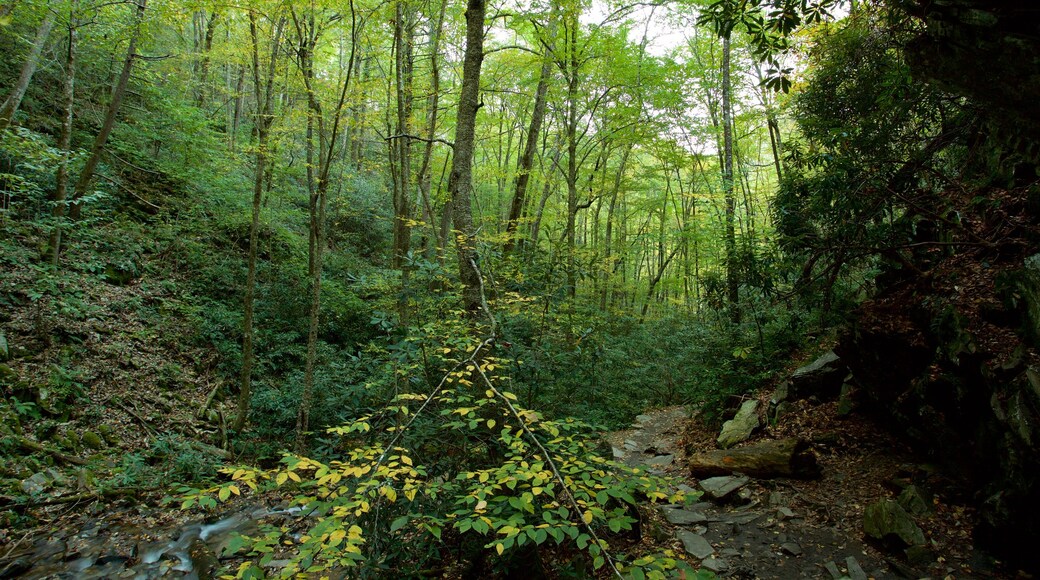 Parco Nazionale delle Great Smoky Mountains che include fiume o ruscello e foresta