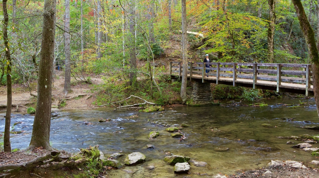 Abrams Falls featuring a bridge, a river or creek and forest scenes