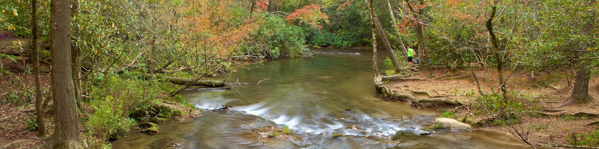 Parque Nacional Great Smoky Mountains ofreciendo escenas forestales y un río o arroyo