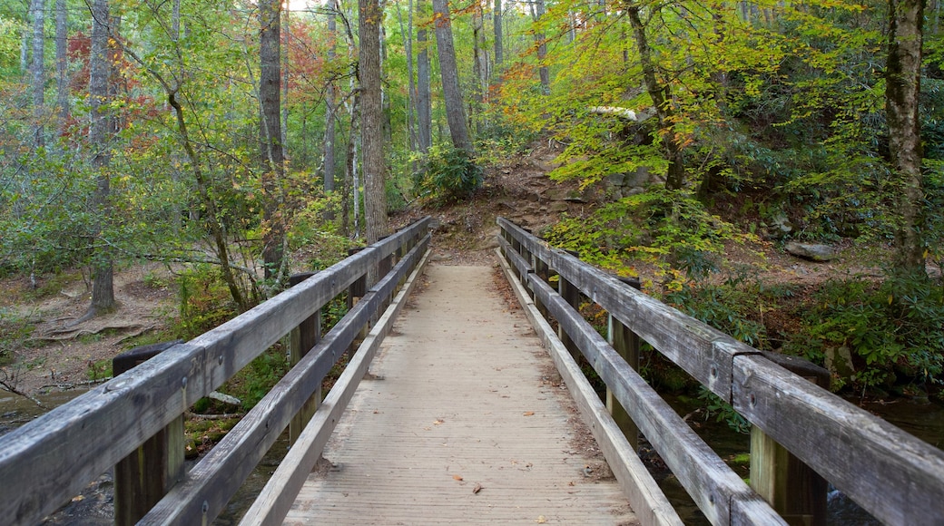 Great Smoky Mountains National Park showing forest scenes and a bridge