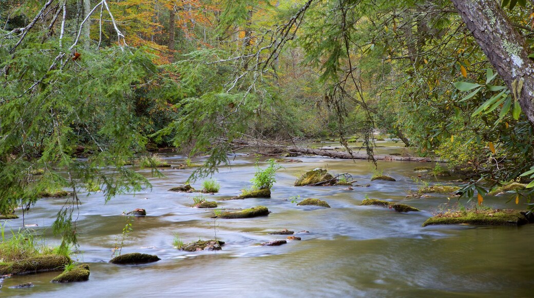 Abrams Falls featuring a river or creek and forest scenes