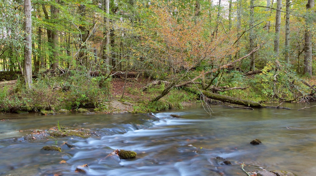 Great Smoky Mountains National Park caracterizando florestas e um rio ou córrego