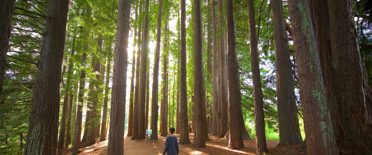 Hamurana showing forest scenes
