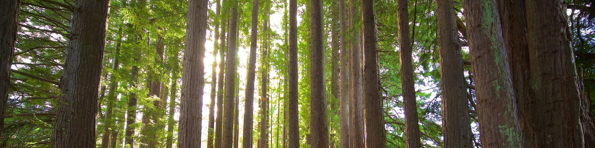 Hamurana which includes forest scenes