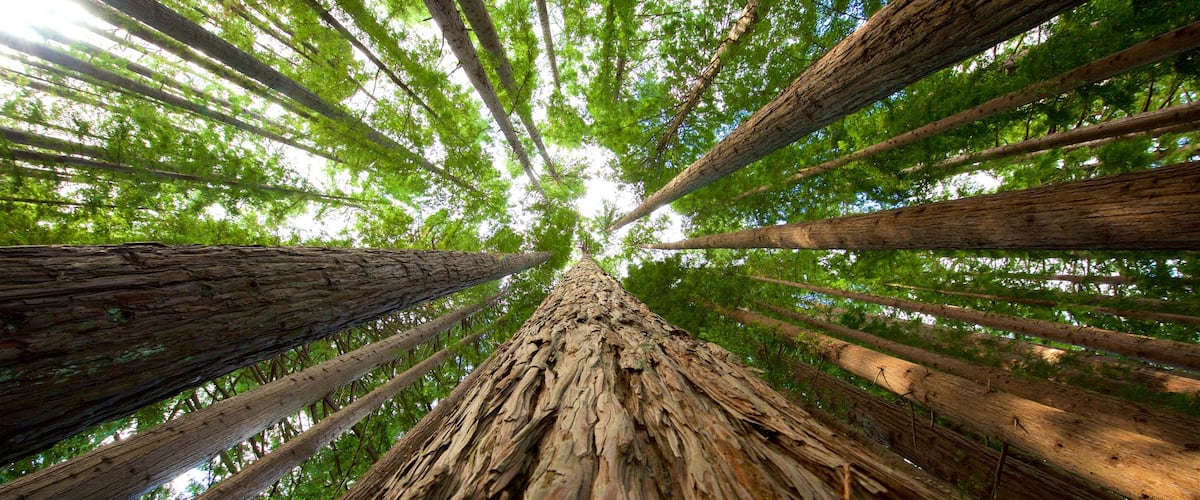 Hamurana which includes forests