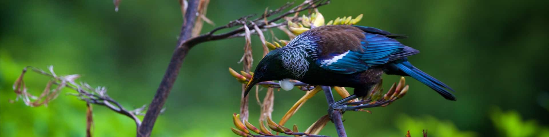Zealandia