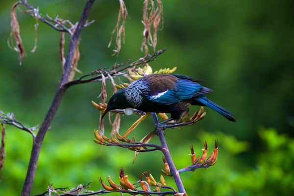 Zealandia qui includes vie des oiseaux et fleurs