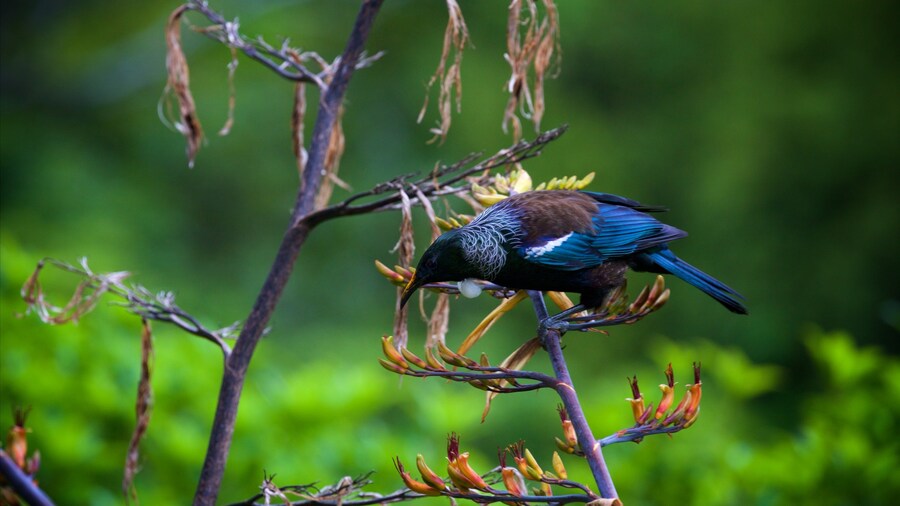 Zealandia