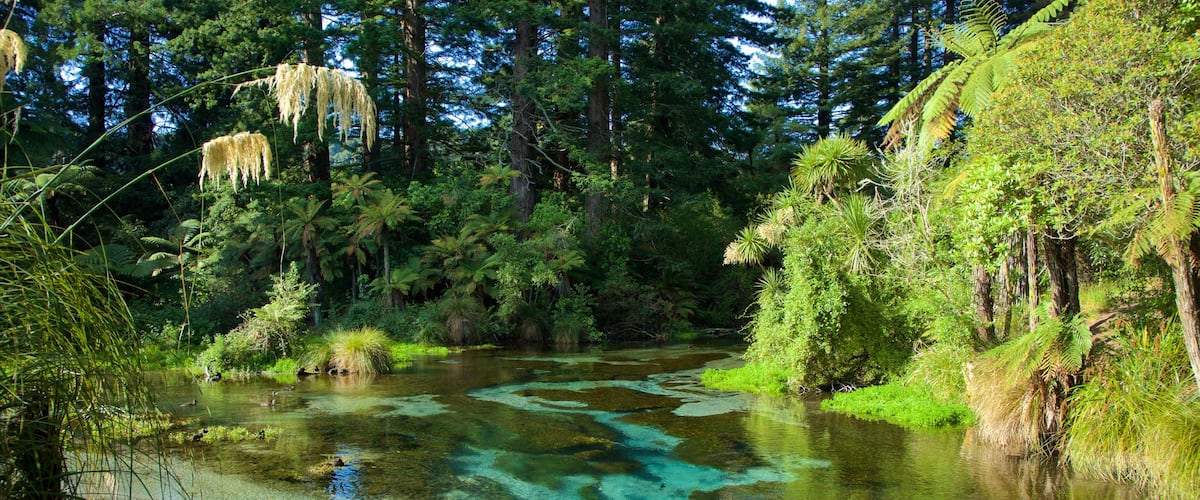 Hamurana ofreciendo un río o arroyo y escenas forestales